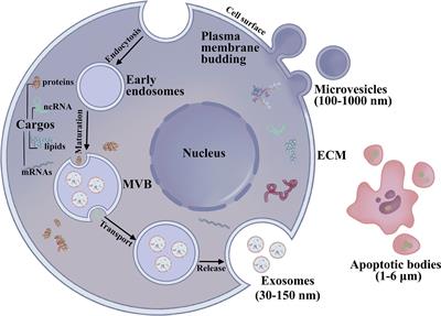 The Emerging Role of Exosomes in Oral Squamous Cell Carcinoma